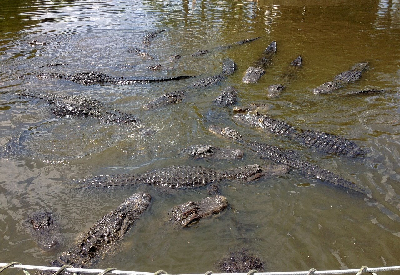 Alligators in Gatorland