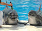 dolphins