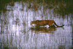 Everglades panther