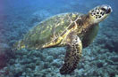 Green Turtle