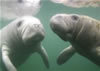 Manatees