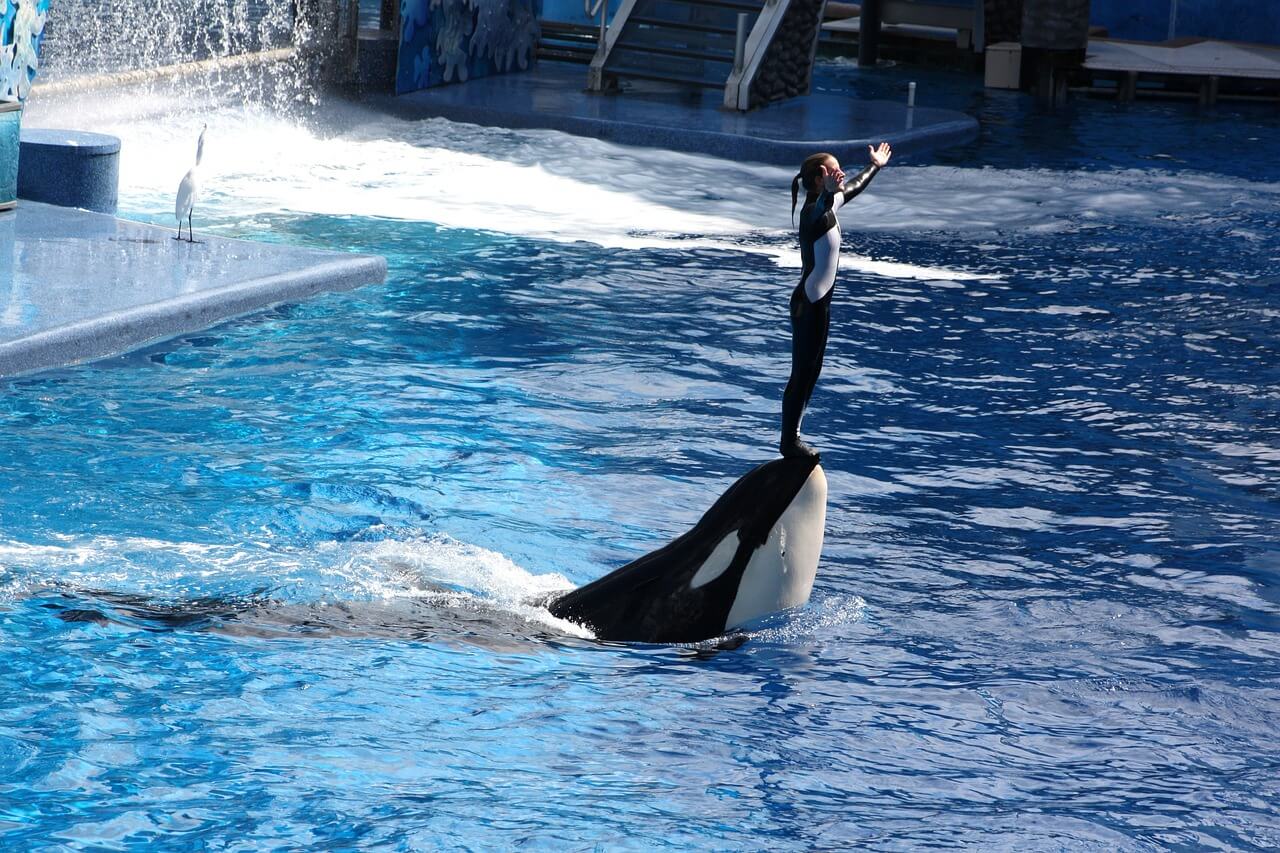 Show met orka in SeaWorld Orlando