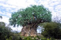 Tree of Life