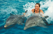 Zwemmen met dolfijnen Florida